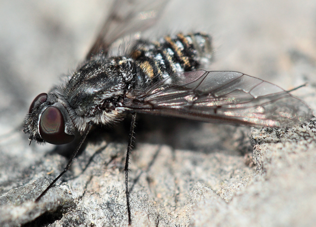 Anthrax binotatus (Bombyliidae)